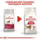 Royal Canin Fit 32 для домашніх та вуличних котів 2 кг