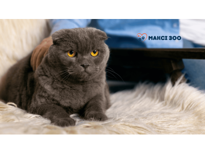 Чим годувати кошенят британців